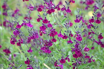 Fototapeta premium Deep purple Salvia sage ‘Nachtvlinder’ in flower.