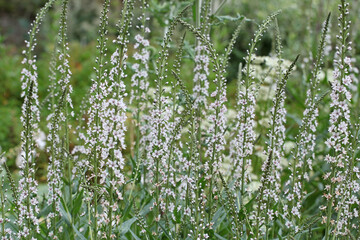 White Lysimachia ephemerum, the willow leaved loosestrife or milky loosestrife in flower.