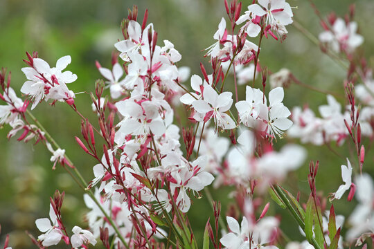 White Oenothera lindheimeri, or gaura &lsquo;Whirling Butterflies&rsquo; in flower..