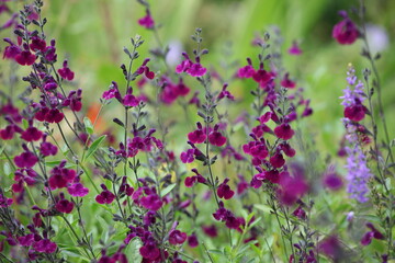 Deep purple Salvia sage ‘Nachtvlinder’ in flower.