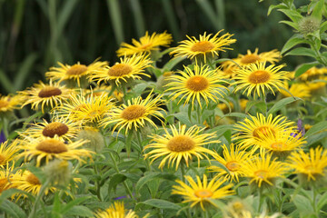 Bright yellow Inula hookeri, Hooker inula or Hooke’s fleabane, in flower.