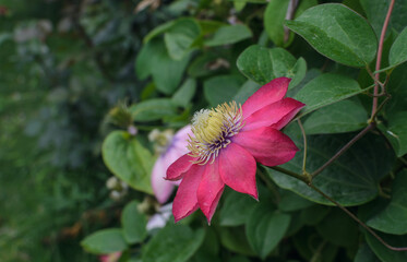 side view of a large red clematis flower with yellow stamens