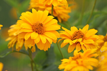 Yellow double Heliopsis helianthoides variety scabra, ‘Sommersonne’ or ‘Summer Sun’, false sunflower in flower.