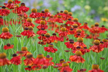 Red and orange Helenium sneezeweed ‘Moerheim Beauty’ in flower.