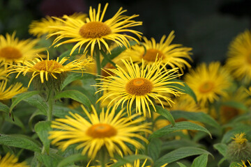 Bright yellow Inula hookeri, Hooker inula or Hooker's fleabane, in flower.