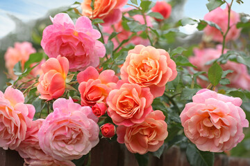 Obraz premium Peach and apricot pink climbing rose, rosa ‘Peach Melba’, in flower.