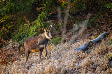 Chamois standing on rocky alpine slope