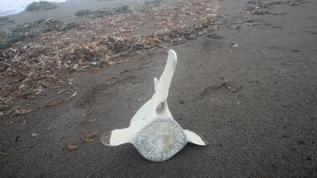 The whale's vertebra. The coast of the Sea of Japan
