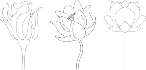 Set of hand drawn botanical floral flowers line art vector. Flowers vector for organic branding, ceremony, event.