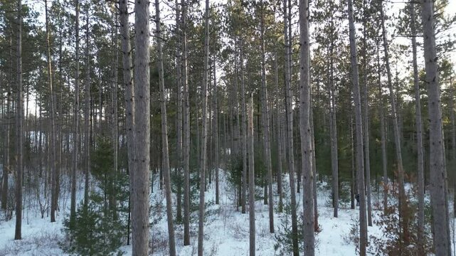Travelling forward in a snow-covered forest halfway up the trunks of pine trees - Travelling avant dans une for&ecirc;t enneig&eacute;e &agrave; mi-hauteur des tronc d'arbres des pins
