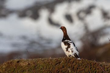 Ptarmigan