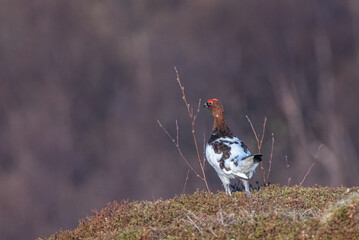 Ptarmigan