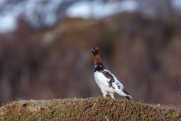 Ptarmigan