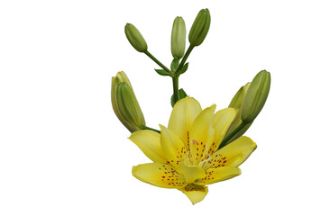 Flowers and buds of yellow tiger lilies isolated on white background.