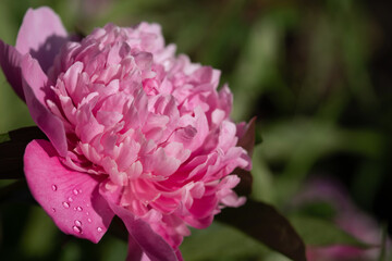Pink peony with drops of water on the petals on a blurred natural background. Selective focus.