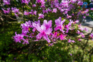 Obraz premium A cluster of vibrant pink azalea flowers blooming on a shrub in a sunlit garden setting