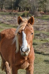 A chestnut pony close up looking at the camera.