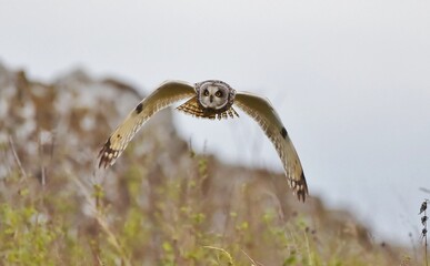 A Short Eared Owl head on flying towards the camera.