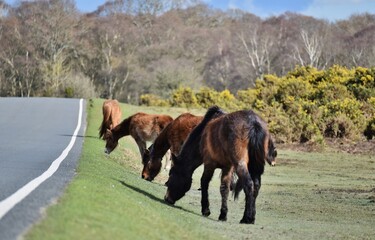New Forest ponies grazing on the side of a road.