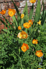 Closeup of a cluster of Welsh Poppy blooms, Derbyshire England