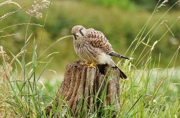 A female Kestrel bird perched on a tree stump in long grass in the countryside.