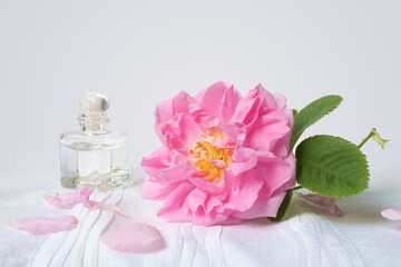 Rosa damascena. Damask rose. Oil-bearing rose. Bulgarian rose. Rose oil. Organic. Rose water.