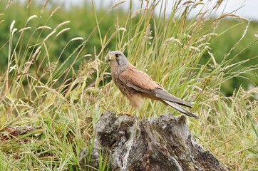 A mature male Kestrel stood proud on a fallen tree stump in natural surroundings.