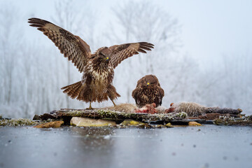 Common buzzard perched on tree branch
