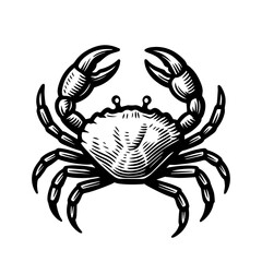 Vector drawing of vintage crab. Hand drawn monochrome seafood illustration. Isolated vector.