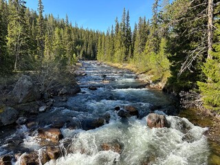 River rushing through a dense, green forest under a blue sky.
