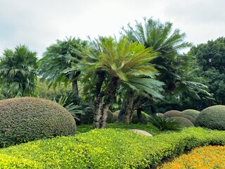 Vibrant tropical garden scene filled with lush green palm trees and trimmed bushes under a cloudy sky.