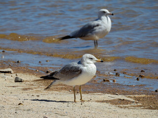 Pair of Ring-billed Gulls at Lake Mead