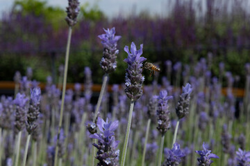 bees landing on lavender, close up