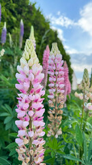 Close-up of blooming pink and white lupine flowers in a garden with a blurred background and blue sky. 