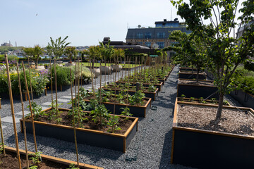 Organic Agriculture on the Building Terrace, vegetables are grown in large pots