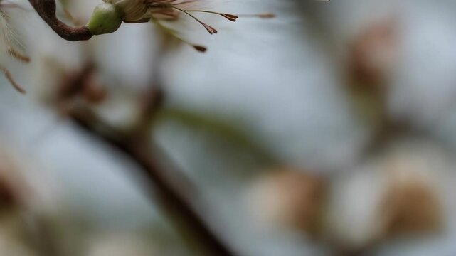 Close-up of blooming goatsbeard seed head, showcasing fluffy seed dispersal mechanism with delicate brown seed pods against soft bokeh background.