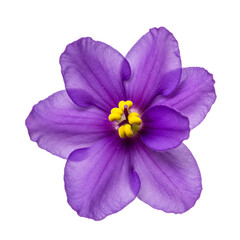 Purple African Violet