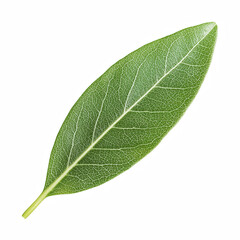 Obraz premium Fresh rosemary leaf isolated on white background.