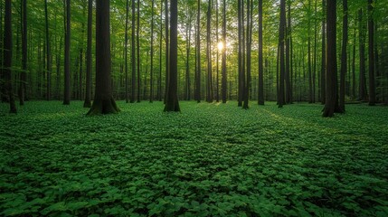 Sunlit forest with lush green ground cover.