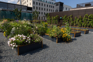 Organic Agriculture, flowers are grown on the building terrace