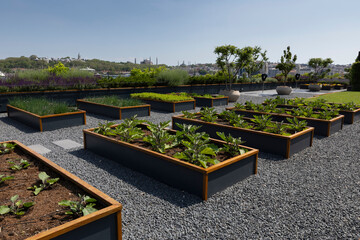 Organic Agriculture on the Building Terrace, vegetables are grown in large pots