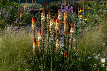 Organic Agriculture, flowers are grown on the building terrace