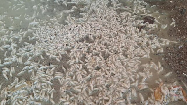 a lot of garbage maggots