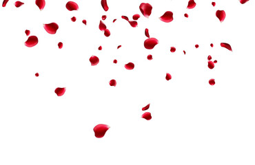 Flying red rose petals on a white background. Floating flower