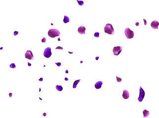 Flying Purple Rose petals on a white background. Floating flower
