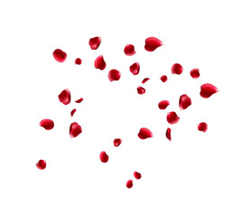 Flying red rose petals on a white background. Floating flower