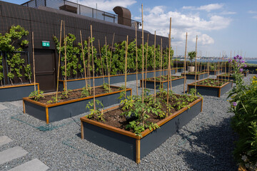 Organic Agriculture on the Building Terrace on the Bosphorus, vegetables are grown in large pots