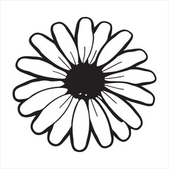 Oxeye Daisy Flower – Classic Wildflower Bloom for Nature, Summer, and Botanical Concepts