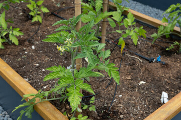 Organic agriculture, tomatoes are grown on the building terrace