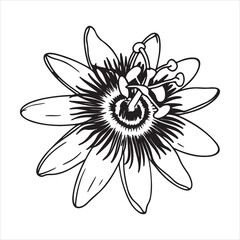 Exotic Passionflower – Unique Tropical Bloom for Nature, Wellness, and Botanical Designs